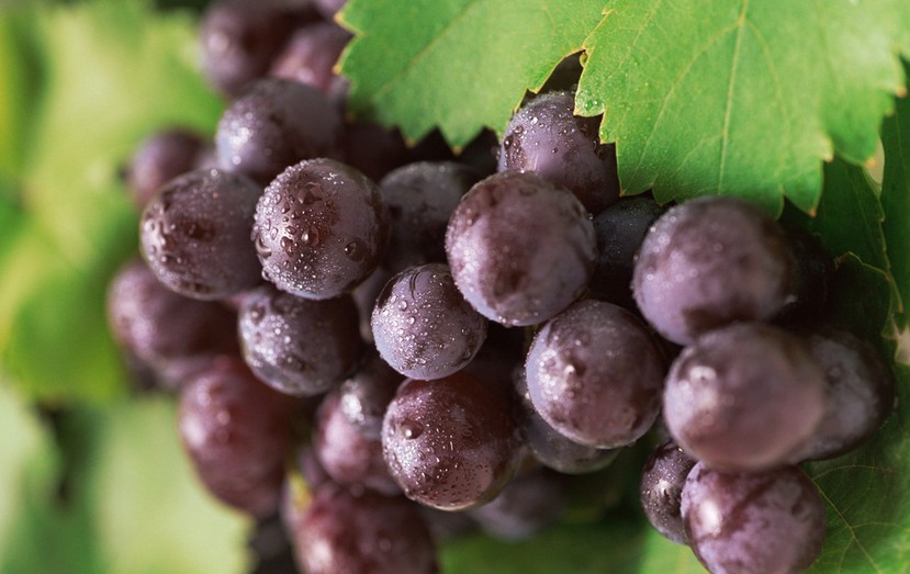 “葡萄美酒夜光杯”，敦煌陽(yáng)關(guān)葡萄最甜美