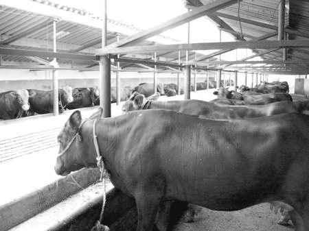 產(chǎn)業(yè)發(fā)展看平?jīng)觥捌經(jīng)黾t?！眽?nèi)開花墻外紅