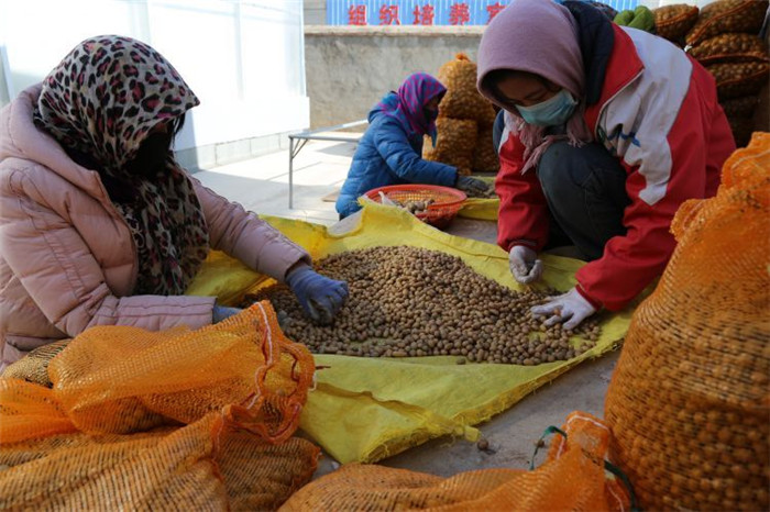 了不起！甘肅定西馬鈴薯良種出口7個國家