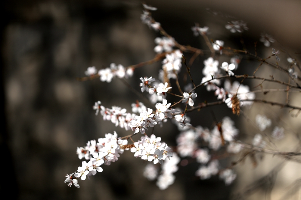 海報(bào)|花開(kāi)隴原，甘肅這些景區(qū)正在復(fù)蘇！