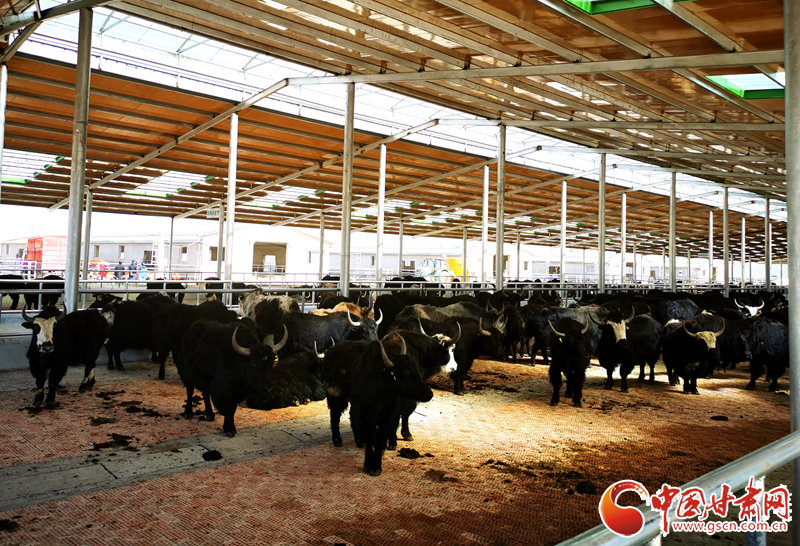 【甘肅省決戰(zhàn)決勝脫貧攻堅】農(nóng)牧結(jié)合養(yǎng)起“脫貧?！?產(chǎn)業(yè)增效共唱“致富歌”