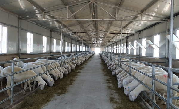 甘肅鎮(zhèn)原:“331+”產業(yè)扶貧的創(chuàng)新模式