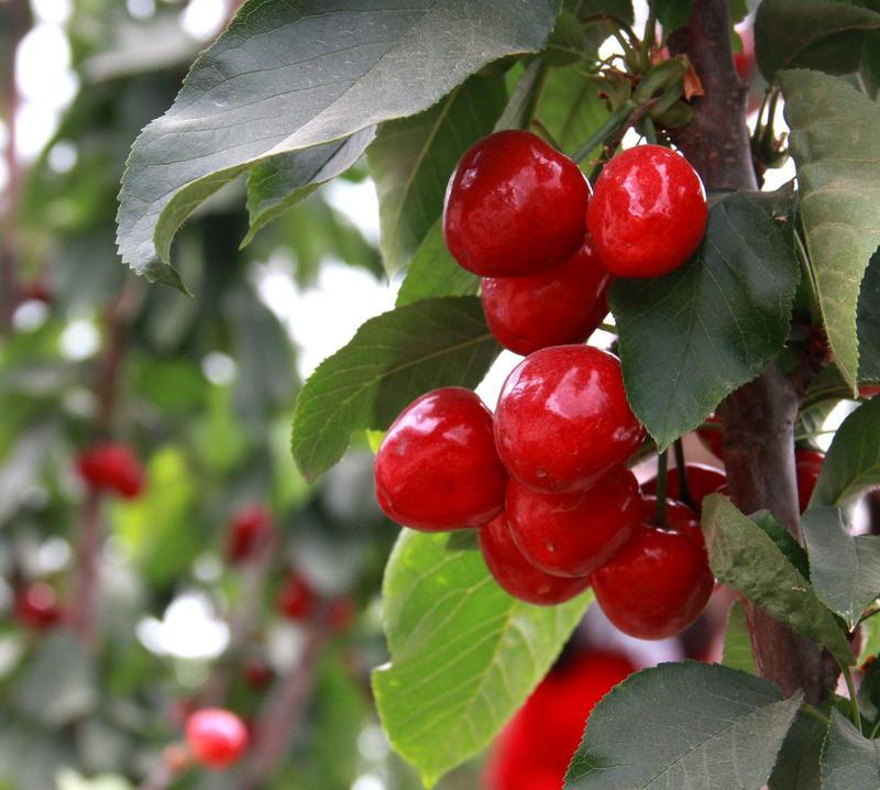 趕緊約起來！民勤紅旗谷櫻桃采摘園開園啦！