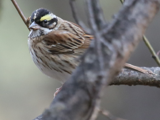 甘肅鳥(niǎo)類家族再添丁