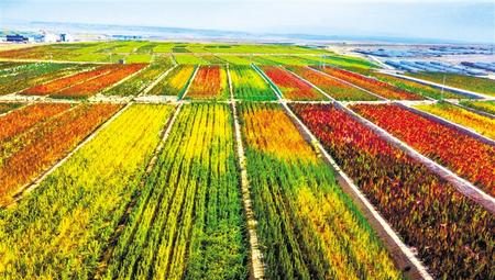 拉開架勢興產(chǎn)業(yè)——武威天?？h發(fā)展特色農(nóng)業(yè)綜述