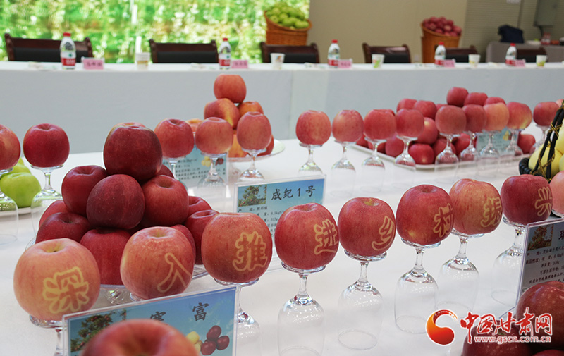 國家蘋果產(chǎn)業(yè)技術體系崗位專家：靈臺蘋果就是好