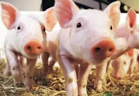 近期蘭州市生豬和雞蛋出場價(jià)格上漲