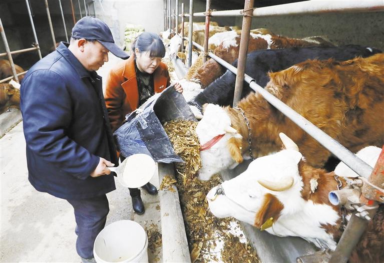 我和我的家鄉(xiāng)丨定西臨洮縣黨家墩村：“牛”產(chǎn)業(yè)帶來“?！比兆?>
        </a><em>我和我的家鄉(xiāng)丨定西臨洮縣黨家墩村：“?！碑a(chǎn)業(yè)帶來“?！比兆?/em></li>
    <li><a  target=