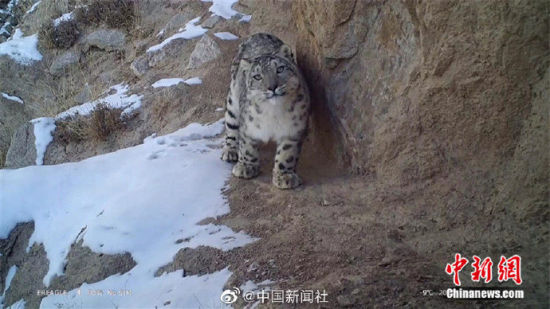精靈漫步！甘肅阿克塞祁連山深處現(xiàn)雪豹身影