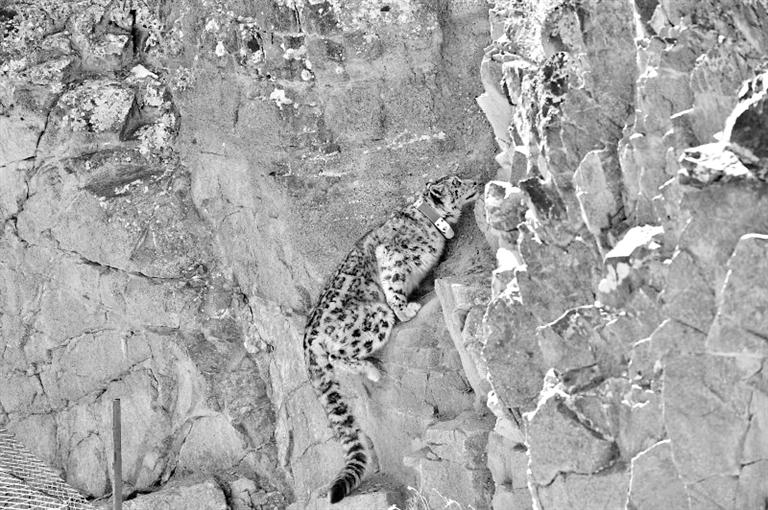 首例！肅北鹽池灣保護區(qū)一只雪豹被戴上定位項圈