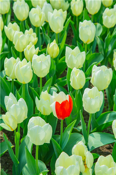 花叢中，別具一格。羅云希 攝