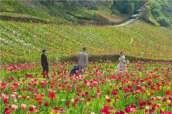 花海間，拍上一組美美的婚紗照。羅云希 攝