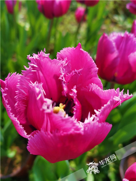 特色郁金香品種，花邊呈鋸齒狀。華龍網(wǎng)—新重慶客戶端記者 舒婷 攝