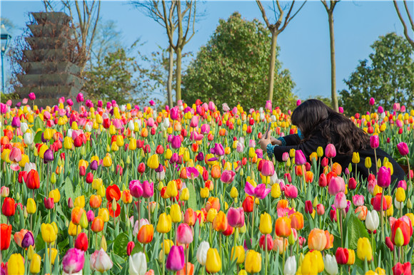 五顏六色郁金香花海。羅云希 攝