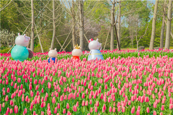 長壽湖郁金香次第開放。羅云希 攝