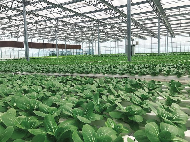 榆中做大做強(qiáng)高原夏菜產(chǎn)業(yè) 高品質(zhì)蔬菜走進(jìn)千家萬(wàn)戶