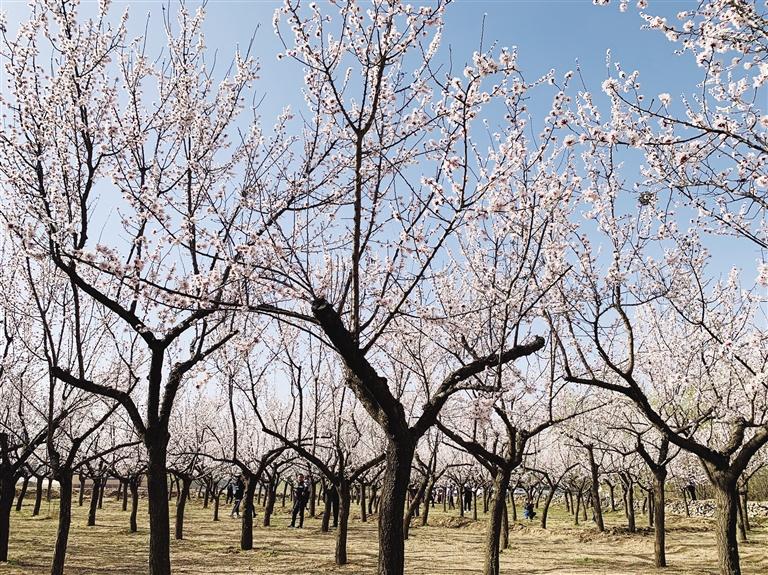 唐汪川的杏花開了！周邊游再添好去處