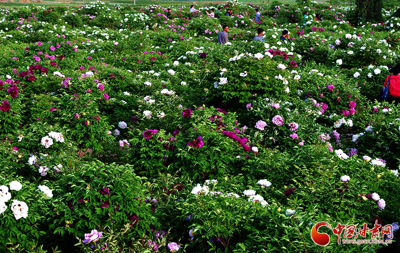 閱盡繁花盛景！定西文旅邀您共赴“紫斑牡丹”之約