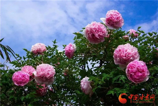 【五一游甘肅】暢游“臨洮縣紫斑牡丹文化旅游節(jié)”，這份攻略請收下！