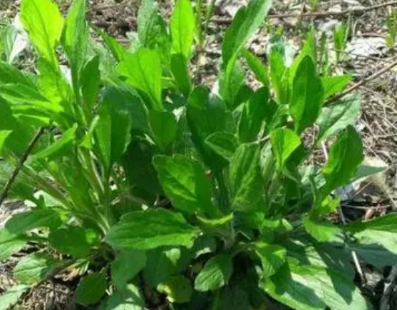 注意！路邊的野菜可不能亂采