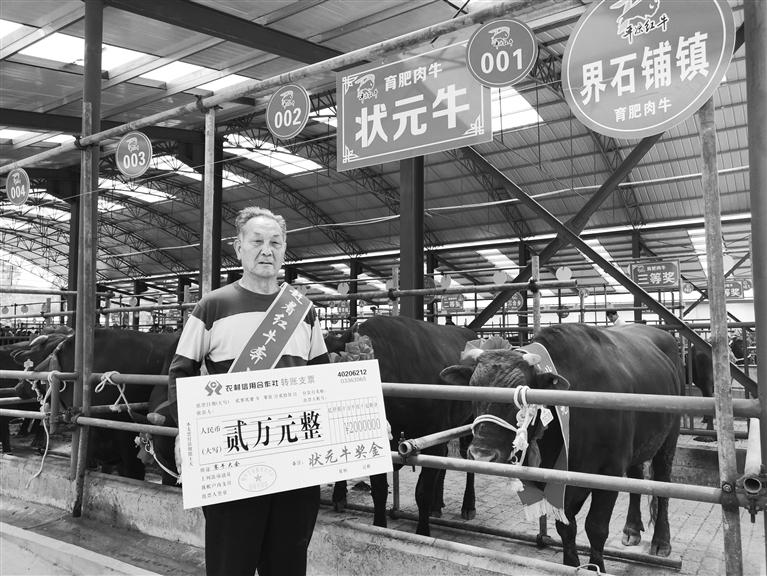 120頭“平涼紅?！膘o寧爭霸