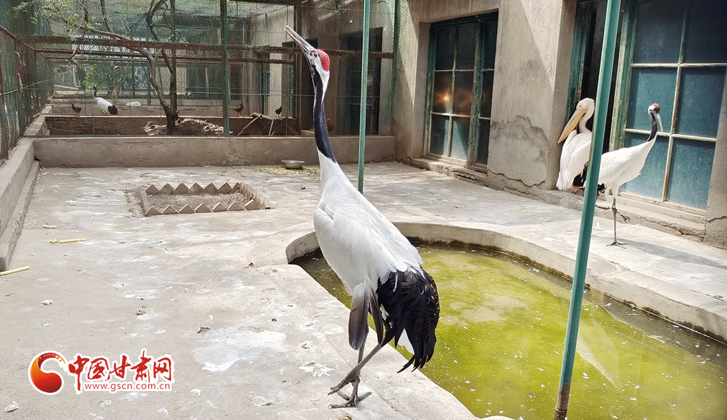 蘭州公安提醒市民：非緊急非必要，不出境