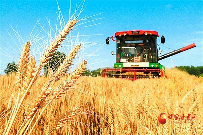 【小康圓夢(mèng)·看甘肅】瓜州：風(fēng)吹麥浪香 顆粒忙歸倉(cāng)