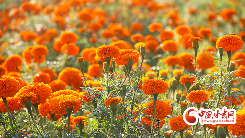 【小康圓夢(mèng)·看甘肅】崇信：黃土地里開出致富花