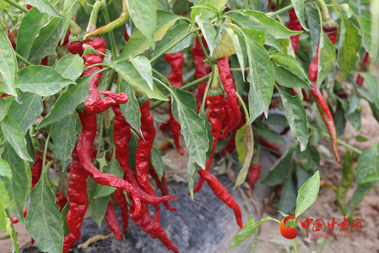 【小康圓夢·看甘肅】高臺羅城鎮(zhèn)：“辣”出產業(yè)路 “椒”出致富經