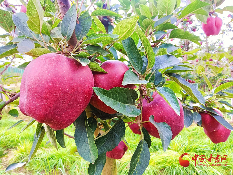 【小康圓夢(mèng)·看甘肅】西和何壩鎮(zhèn)：蘋(píng)果產(chǎn)業(yè)鼓足群眾“錢(qián)袋子”