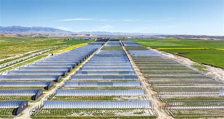 武威天?？h松山鎮(zhèn)德吉新村秀珍菇科技產(chǎn)業(yè)園初具規(guī)模