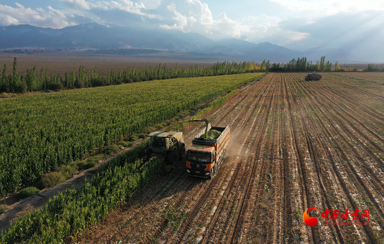 肅南：吹響青貯玉米收儲“集結(jié)號” 儲備牛羊越冬“糧”