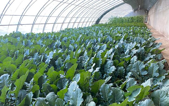 【小康圓夢(mèng)·看甘肅】靈臺(tái)梁原鄉(xiāng)：富民產(chǎn)業(yè)齊發(fā)展 鄉(xiāng)村振興正當(dāng)時(shí)