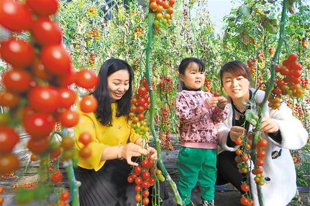 酒泉市肅州區(qū)東洞戈壁產(chǎn)業(yè)園里的圣女果、人參果陸續(xù)成熟上市