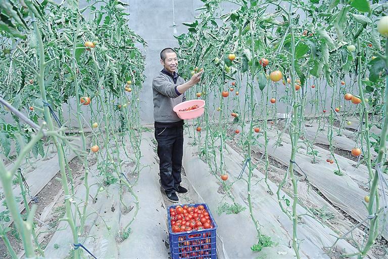 臨夏縣尹集、刁祁鎮(zhèn)易地扶貧搬遷后續(xù)產(chǎn)業(yè)園有日光溫室534座