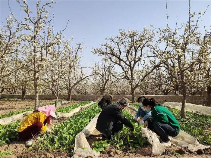 皋蘭縣紀檢監(jiān)察干部向果農詢問梨樹養(yǎng)護情況，推動解決群眾關心的農業(yè)生產“急難愁盼”問題。.jpg
