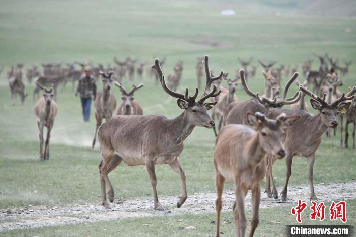 圖為肅南縣馬鹿養(yǎng)殖場內(nèi)的鹿群?！钇G敏 攝