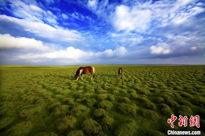 圖為甘肅甘南藏族自治州草原風(fēng)光。(資料圖) 艾慶龍 　攝