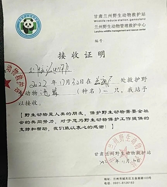 受到救助的池鷺被蘭州野生動(dòng)物保護(hù)站接收。（蘭州市公安局七里河分局供圖）