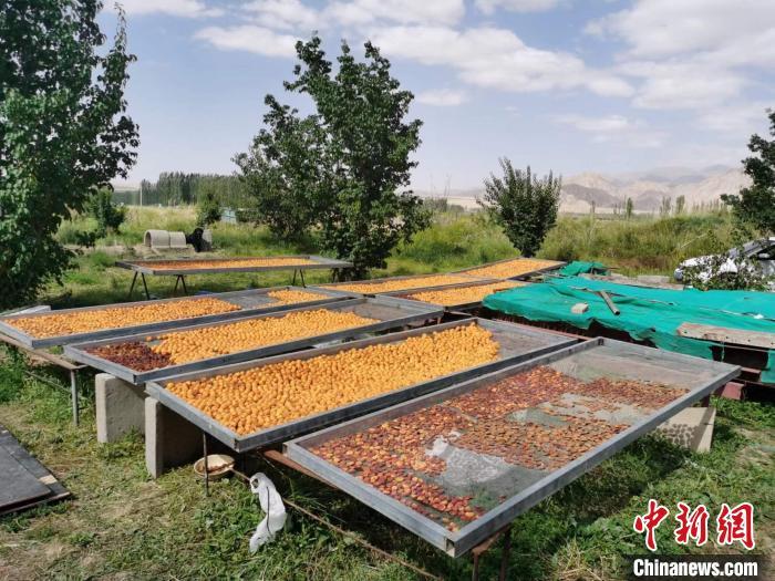 圖為肅北蒙古族自治縣的“李廣杏”。(資料圖) 受訪者供圖