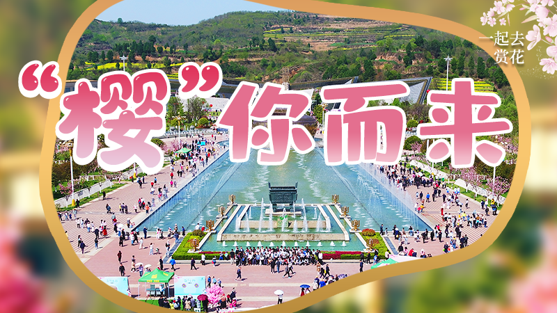 海報|春色爛漫，一組海報“云賞”櫻花盛開