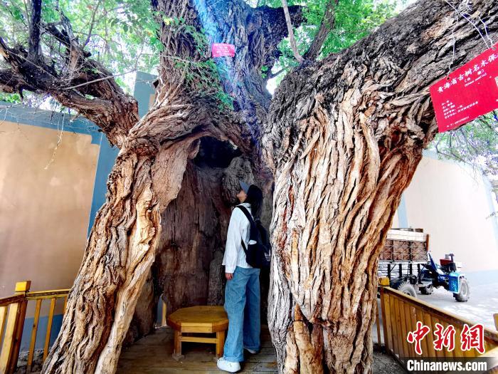 青海海東市阿河灘地質(zhì)文化村：古樹(shù)新枝、丹山碧水