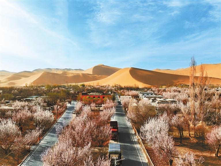 近日，敦煌鳴沙山下的李廣杏杏花陸續(xù)開(kāi)放，美如畫(huà)卷。新甘肅·甘肅日?qǐng)?bào)通訊員　張曉亮