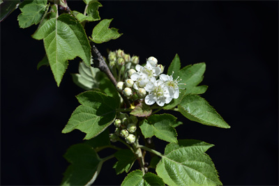 1737511748667032.jpg 10-02.jpg