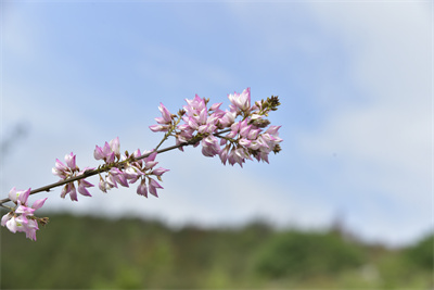 1741594262300861.jpg _DSC0938.JPG