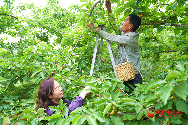 成縣：一顆大櫻桃?guī)А凹t”富民大產(chǎn)業(yè)