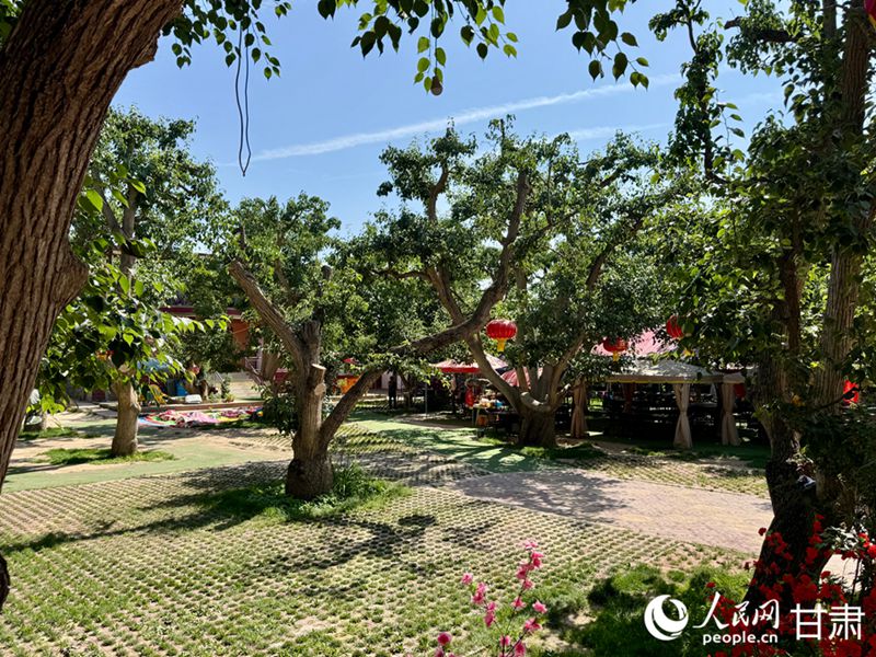 什川古梨園。人民網(wǎng)記者 焦隆攝