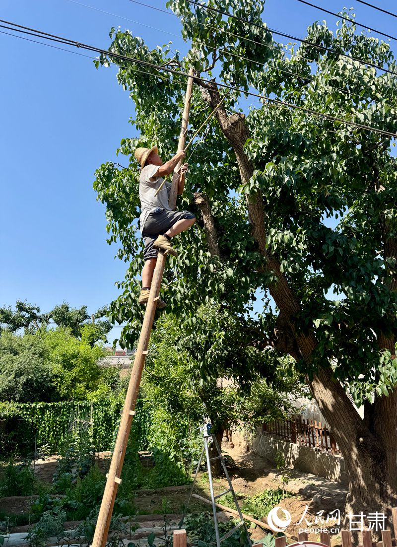 什川古梨園果農(nóng)魏至玉正踩著蜈蚣梯修剪自家的百年梨樹(shù)。人民網(wǎng)記者 焦隆攝